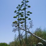 Portopalo_012