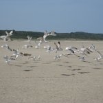 098_Renesse_2010