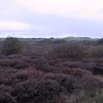 058_texel_2003