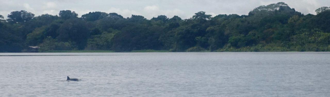 Amazonas Dolpin