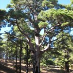 el_hierro_015