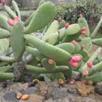 el_hierro_017