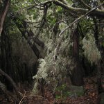 gomera_022