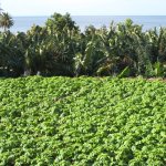 gomera_029