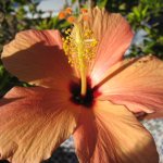 gomera_037