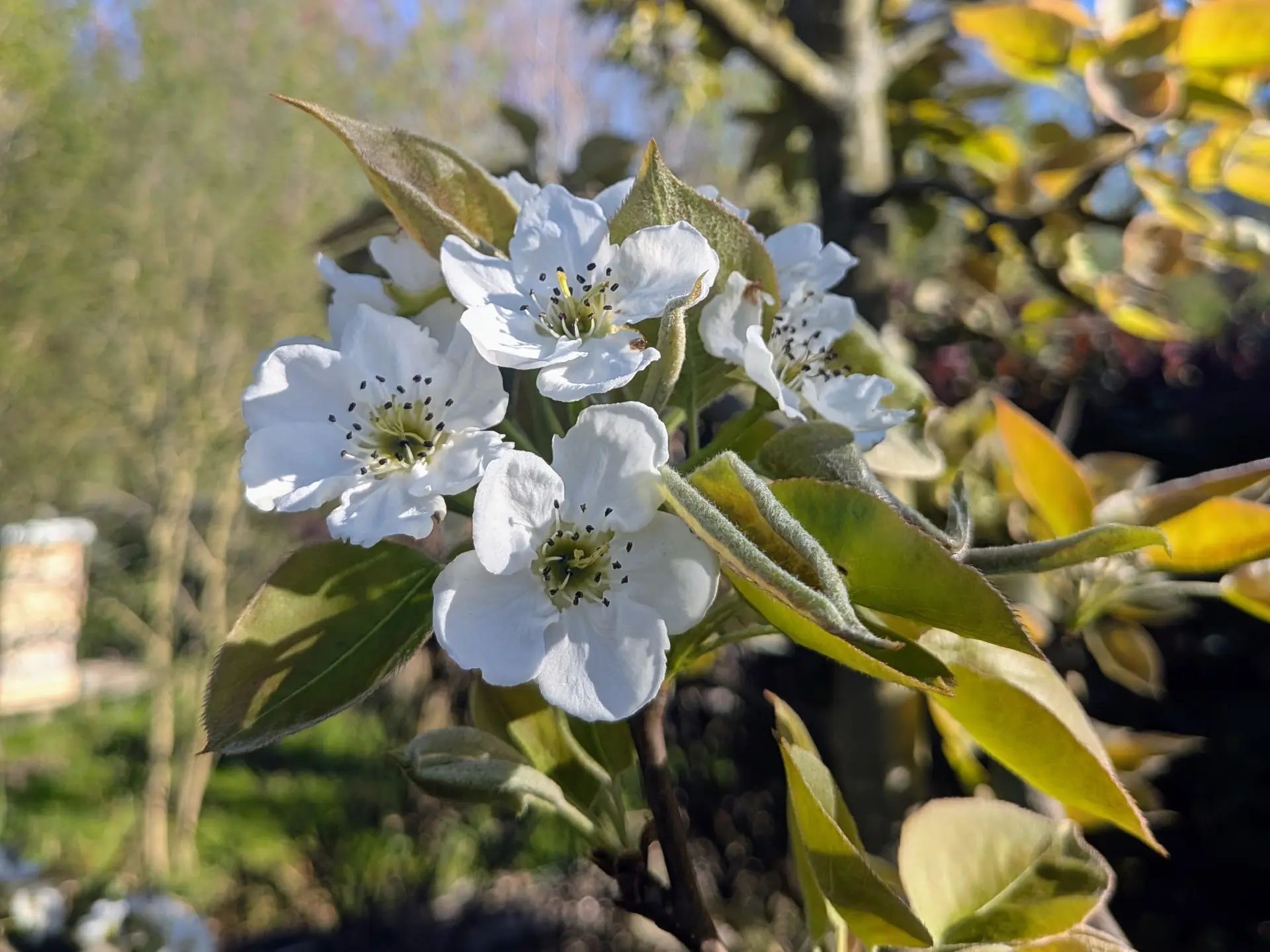 Blühende Birne am Wegesrand