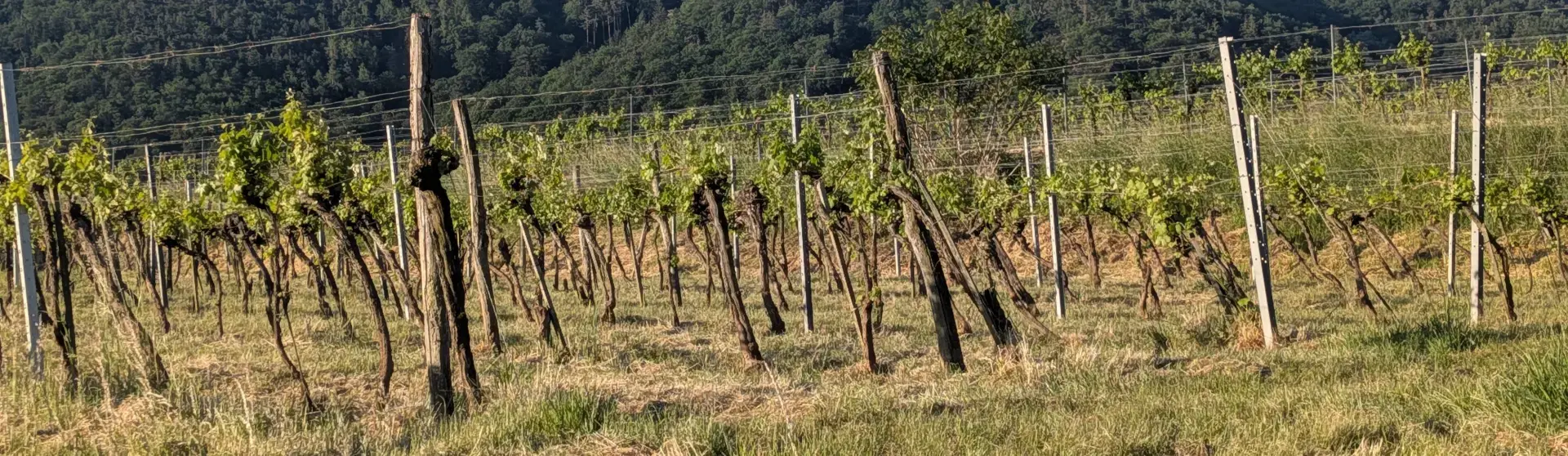 Weinanbau in der Wachau