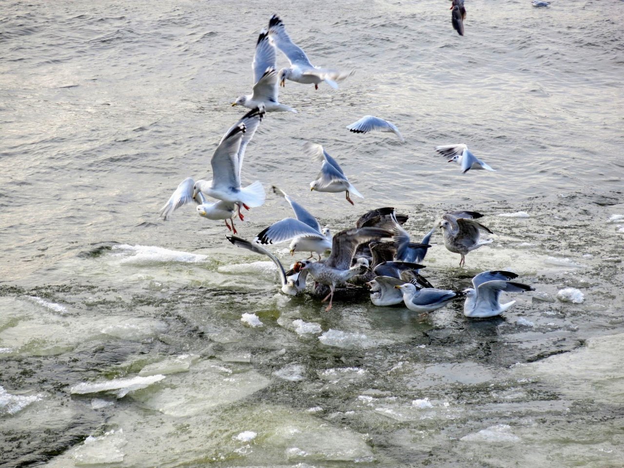 34_hamburg_im_winter_2014