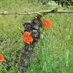 005_mosel
