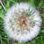 011_sauerland