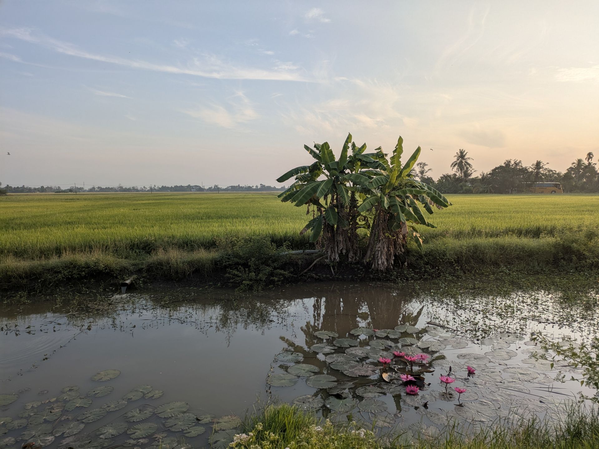 Sonnenaufgang über den Reisfeldern in Kedah