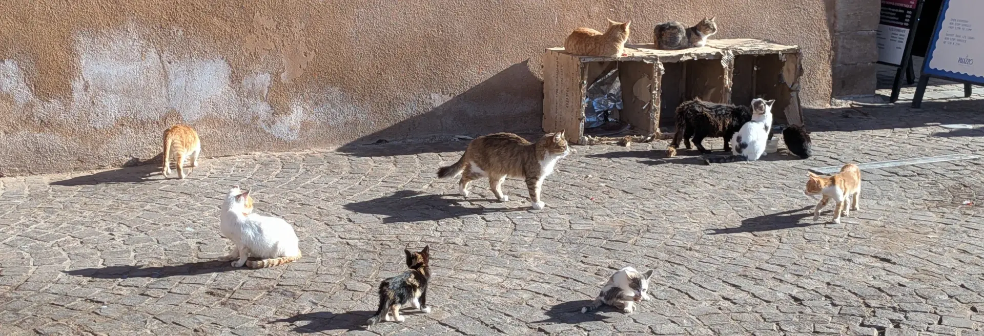 Essaouira. Katzen an der alten Stadtmauetr