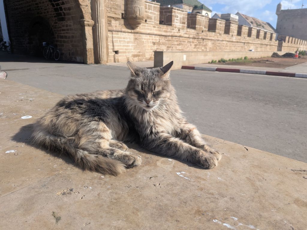 Eine Katze rekelt sich in Essaouira in der Wintersonne