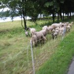 Schafe am Kemmnader See