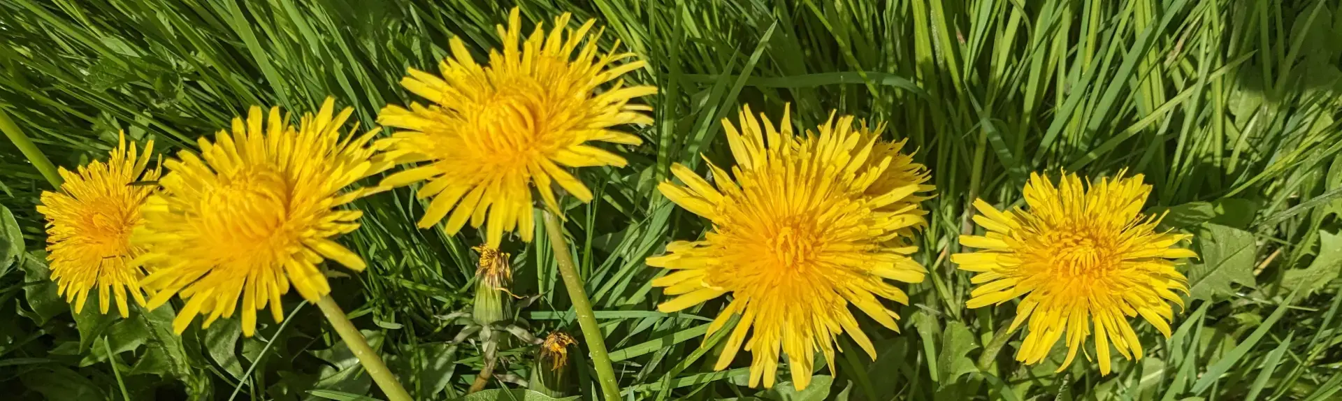 Gelb blühender Löwenzahn