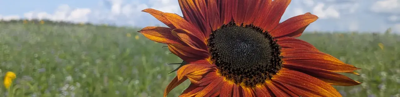 Rote Sommenblume in einem Blühstreifen am Wegesrand