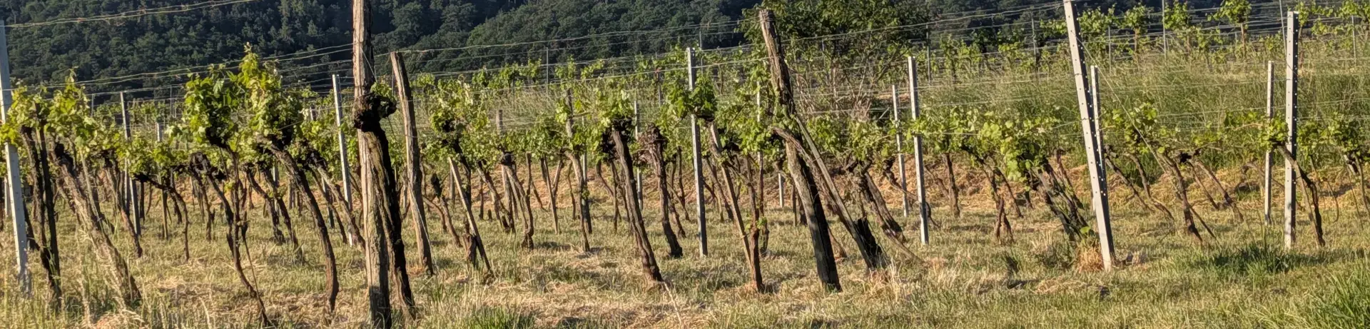 Passau Wien Etappe 04: Weinbau in der Wachau Passau Wien Etappe 04: Weinbau in der Wachau