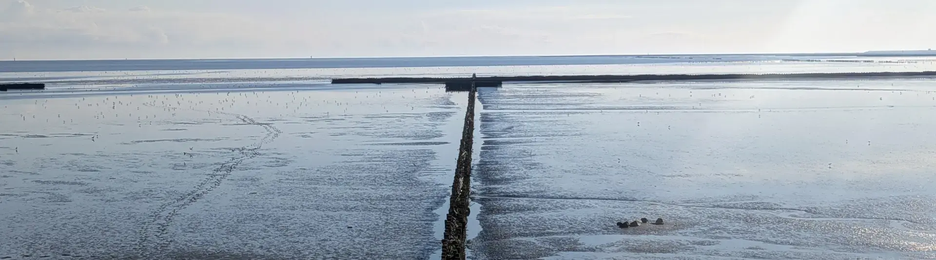 Das Wattenmeer