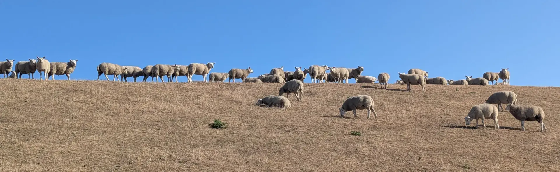 Schafe auf einem Deich mit vertrocknetem Gras width=