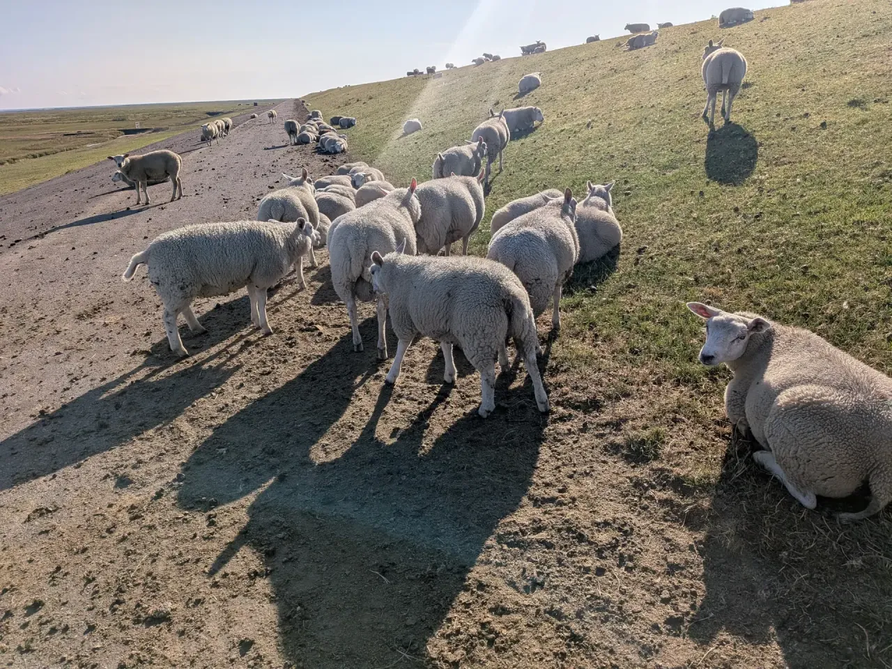 12-Mit-Dem-Klapprad-durch-Friesland