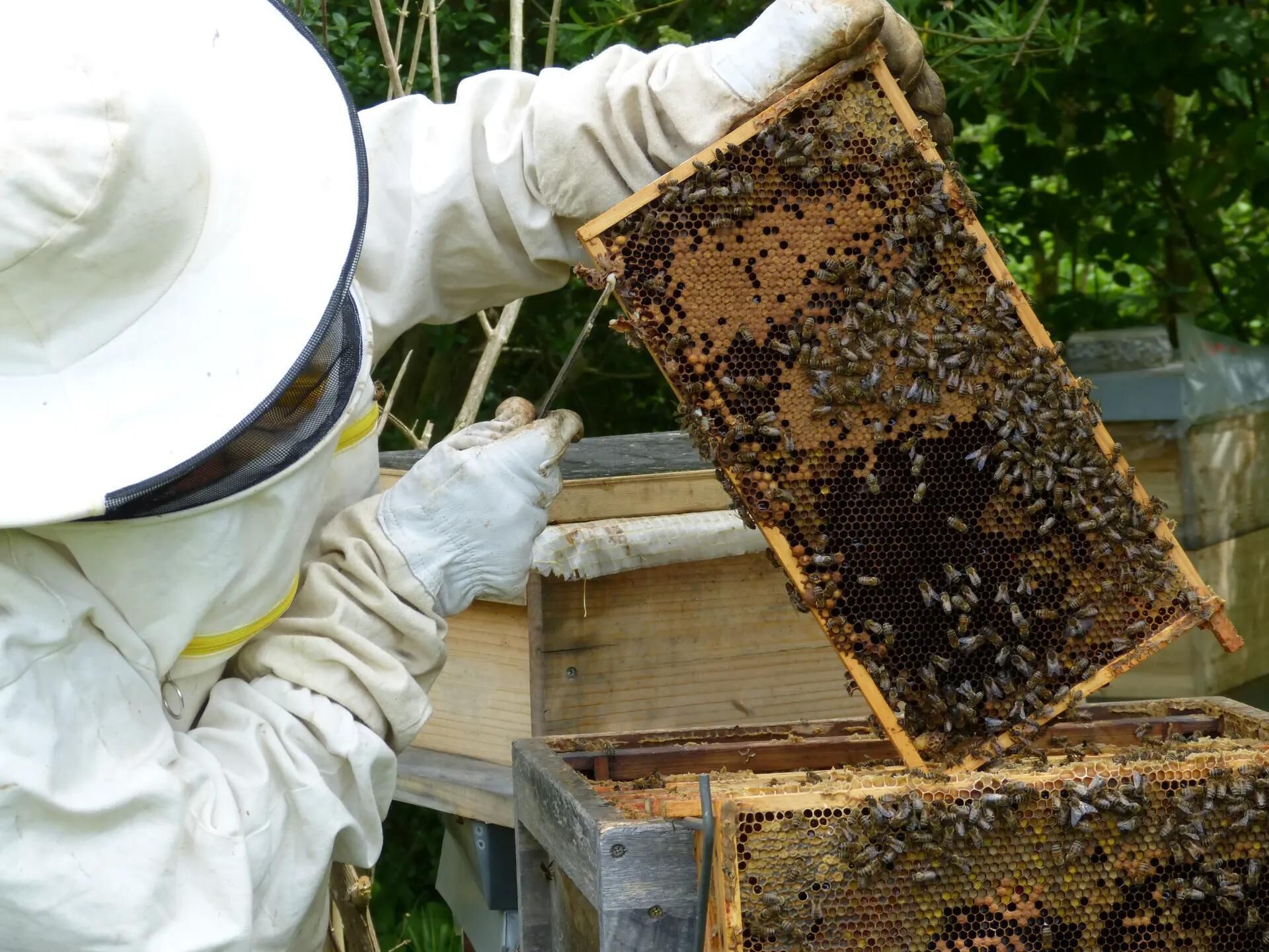Kontrolle eines Rähmchen am Bienenstand