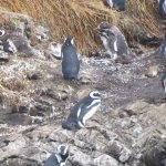 005_pinguine