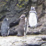 007_pinguine
