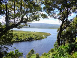 Valdivianischer Regenwald Im Chiloe Nationalpark
