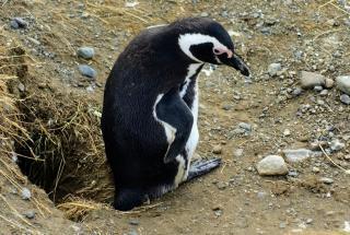 Magellan Pinguine Auf Der Isla Magdalena