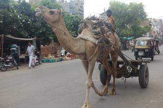 Kamele Ratten Und Ein Berühmter Maharadscha