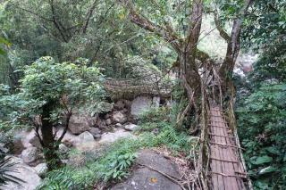 Die Lebendigen Brücken Von Meghalaya