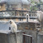 002_monkey_temple_jaipur
