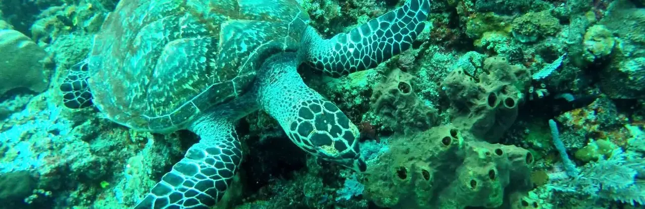 Meeresschildkröten im Bunaken  Meeres Nationalpark