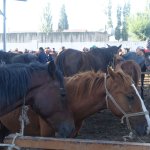 004_viehmarkt_karakol