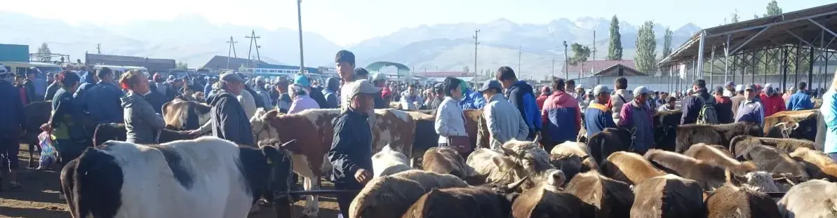 Der Viehmarkt in Karakol
