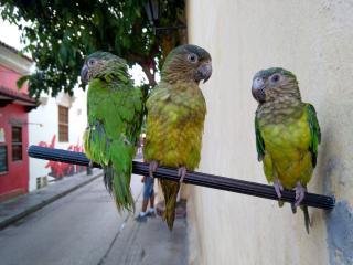 Papageien In Getsemani