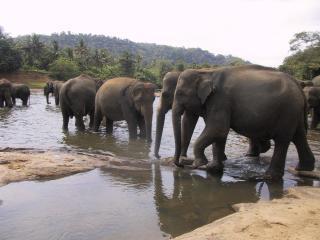 Badende Elefanten In Pinavela