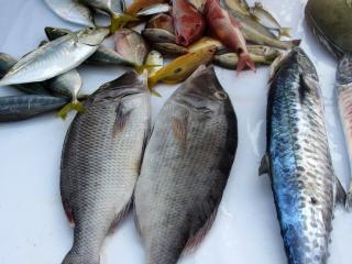 Sri Lanka Frischer Fisch