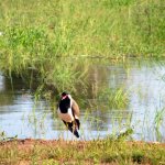 13_sri_lanka_2011_tiere