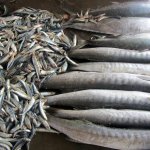 10_sri_lanka_2011_fisch