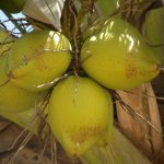 18_sri_lanka_2011_obst_fruechte