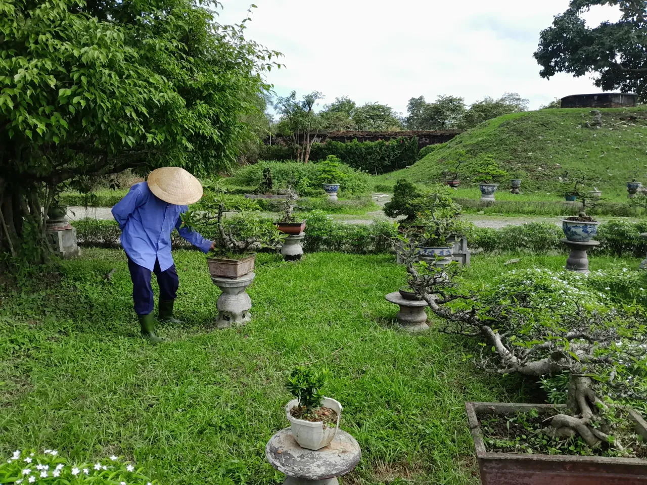 Ein Bonsai-Gärtner in der Verbotenen Stadt